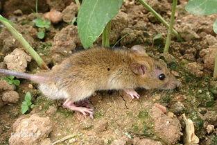 国产黄老鼠视频,揭秘神秘生物的生存奥秘