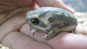 国产馒头蛙怎么养的视频,视频教程详解