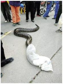 国产大蟒蛇飙车视频,速度与激情的视觉盛宴