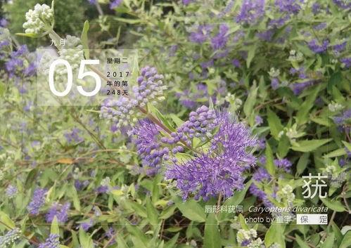 国产九色草在线视频_,国产奇幻巨制，探寻神秘色彩的奇幻之旅