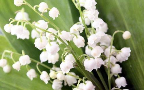 国产铃兰如何出花苞视频,国产铃兰花苞培育技巧揭秘