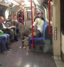 国产电车奇葩事件视频,盘点那些令人哭笑不得的奇葩事件