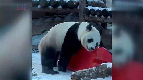 熊猫国产卖唱视频下载免费