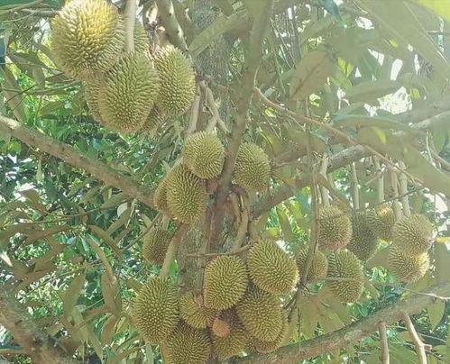 怎样种植国产榴莲视频播放,国产榴莲种植全过程